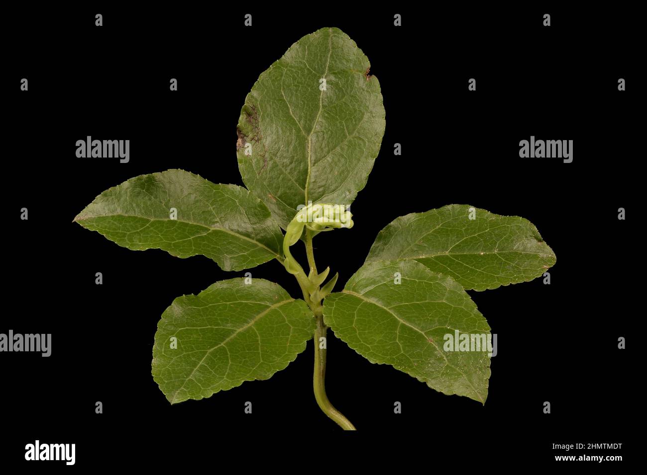 Serrated Wintergreen (Orthilia secunda). Basal Rosette and Immature Inflorescence Closeup Stock Photo
