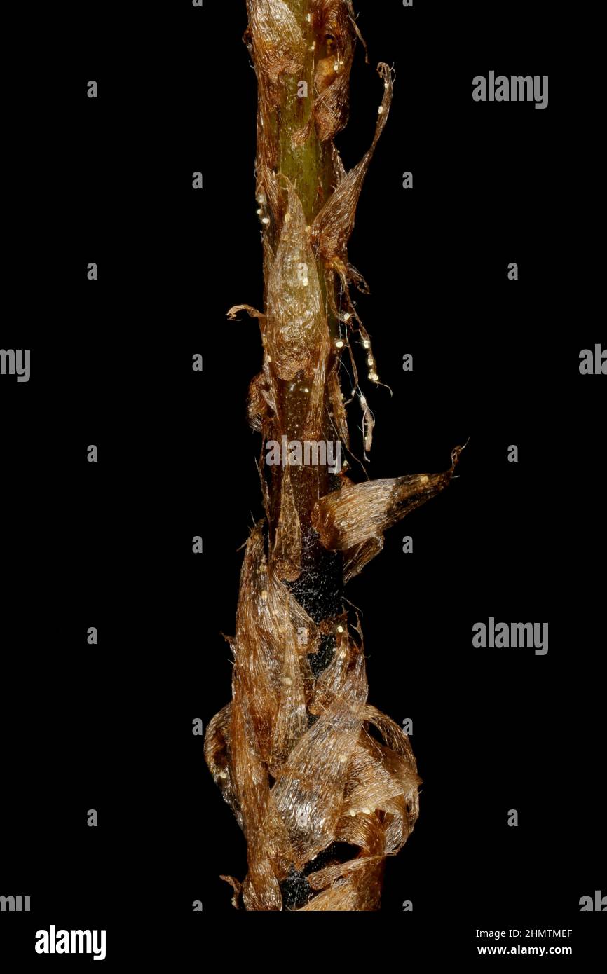 Long Beech Fern (Phegopteris connectilis). Stipe Detail Closeup Stock Photo