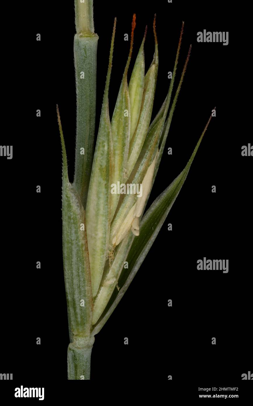 Common Couch (Elymus repens subsp. repens var. aristata). Isolated Spikelet Closeup Stock Photo
