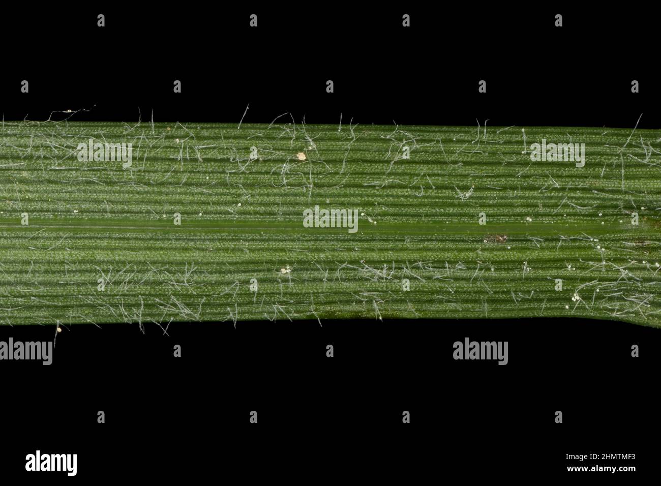 Hairy Sedge (Carex hirta). Leaf Detail Closeup Stock Photo