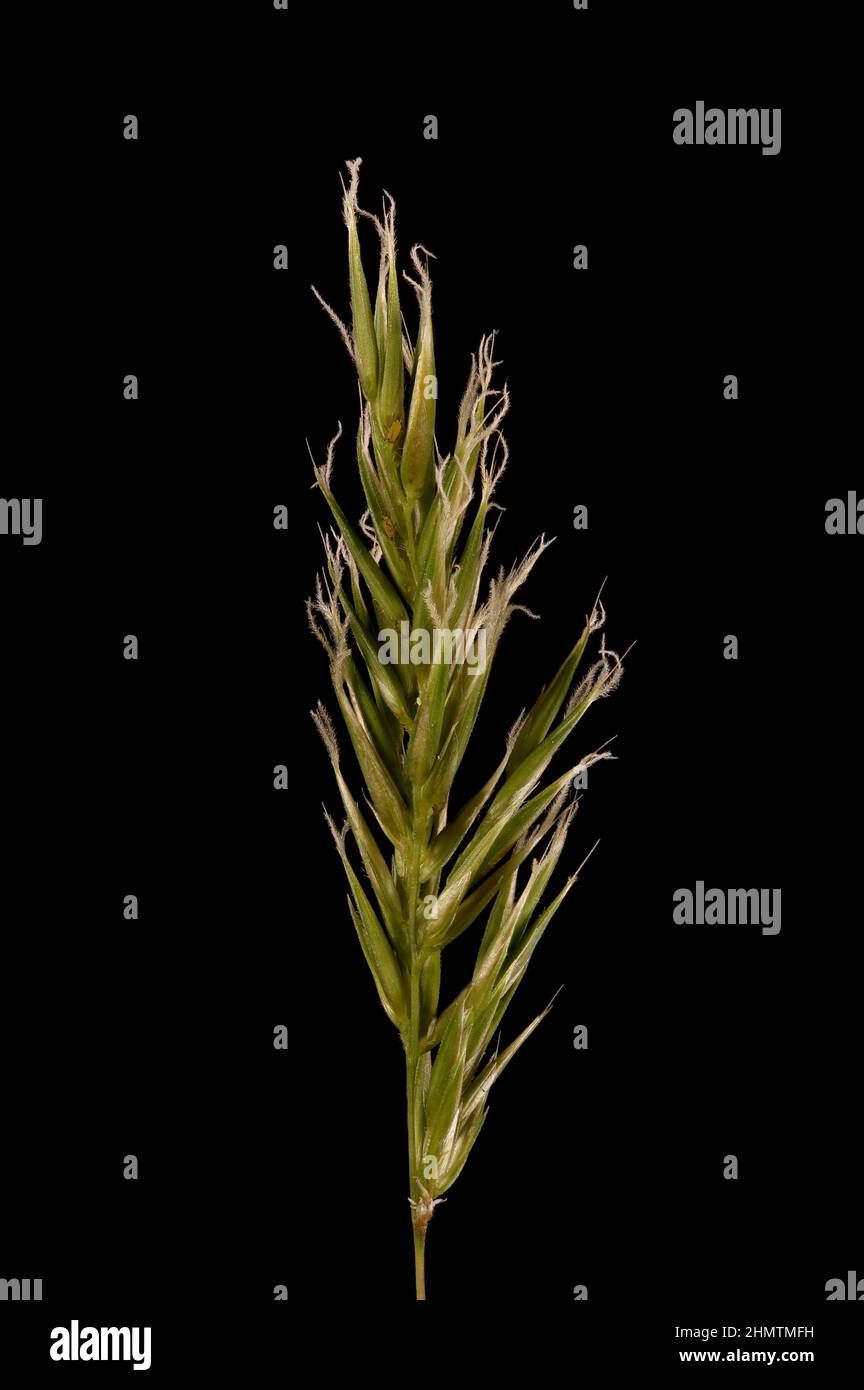 Sweet Vernal Grass (Anthoxanthum odoratum). Inflorescence Closeup Stock Photo
