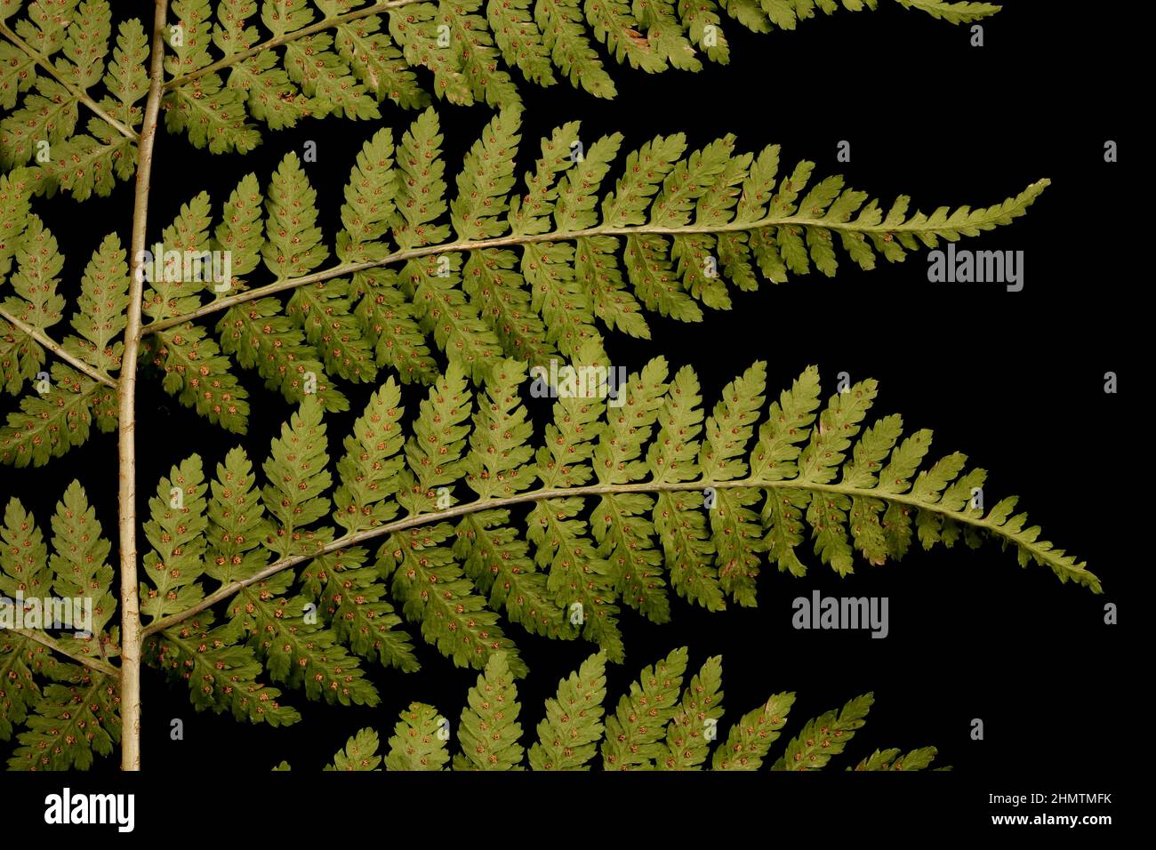Northern Buckler-Fern (Dryopteris expansa). Pinnae Closeup Stock Photo