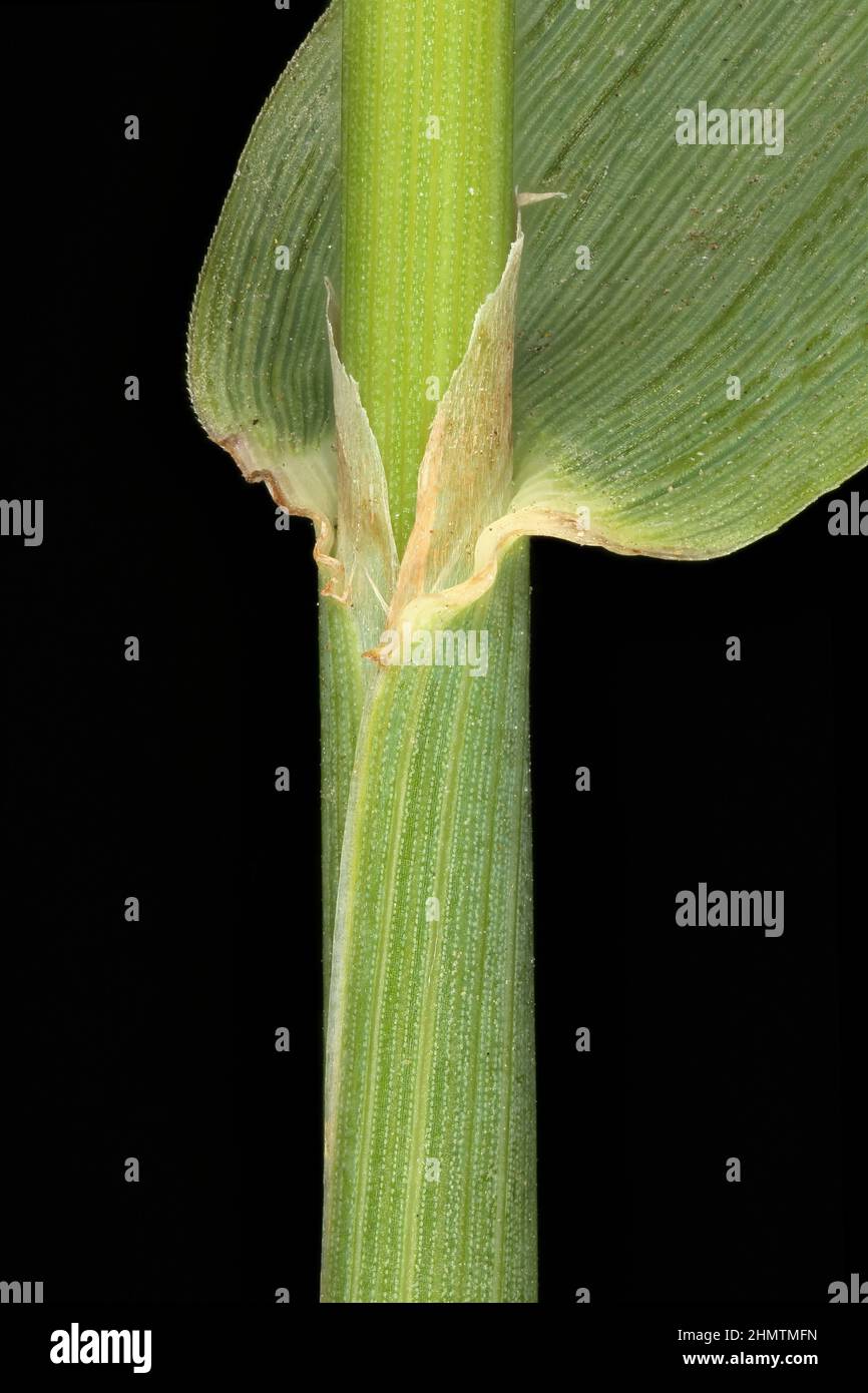 Timothy (Phleum pratense). Culm and Leaf Sheath Closeup Stock Photo