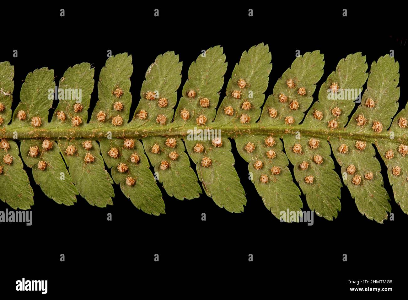 Male Fern (Dryopteris filix-mas). Pinna Detail Closeup Stock Photo