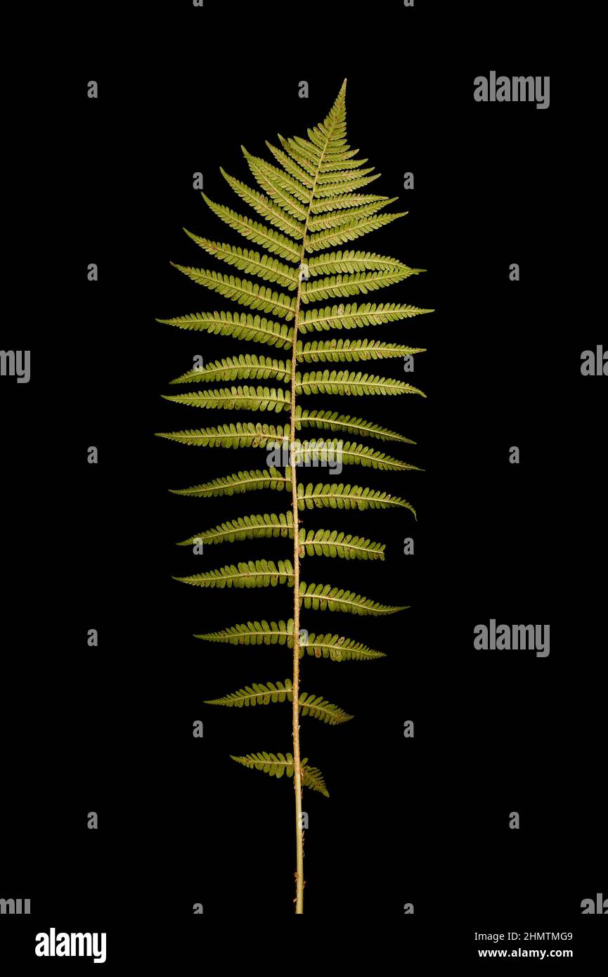 Male Fern (Dryopteris filix-mas). Isolated Frond Closeup Stock Photo