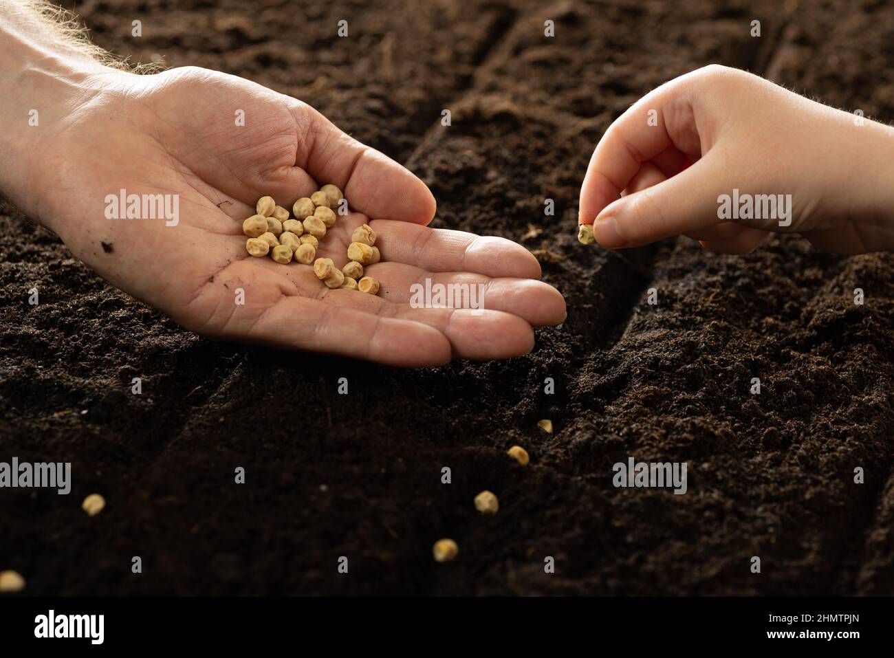 A child's hand and an adult's hand plant seeds. Growing vegetable seeds on seed soil in gardening metaphor, agriculture concept. Sowing seeds in open Stock Photo