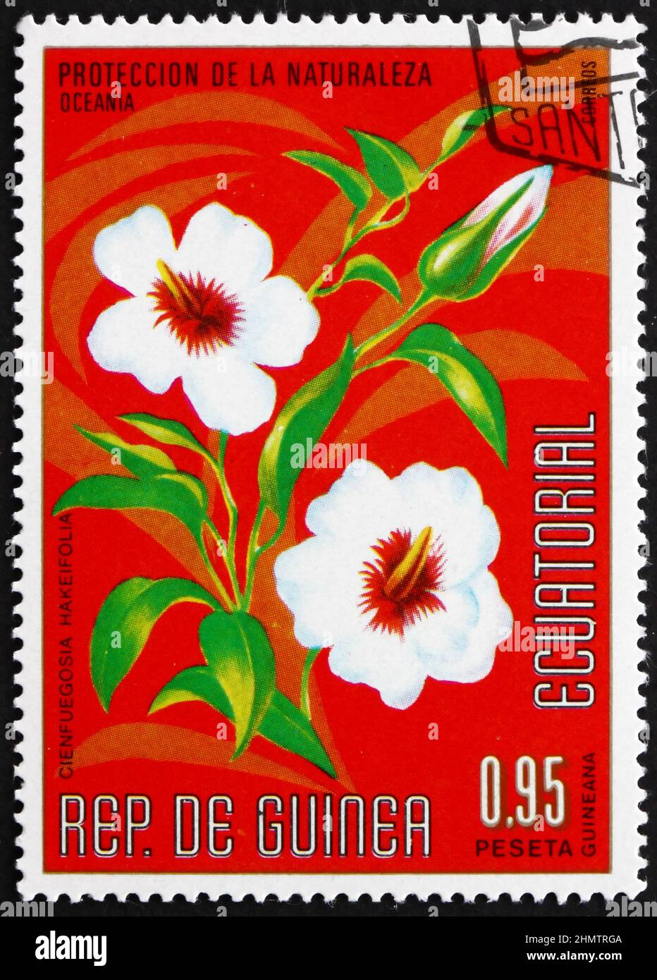 EQUATORIAL GUINEA - CIRCA 1976: a stamp printed in Equatorial Guinea shows cienfuegosia hakeifolia, flowering plant endemic to the southern regions of Stock Photo