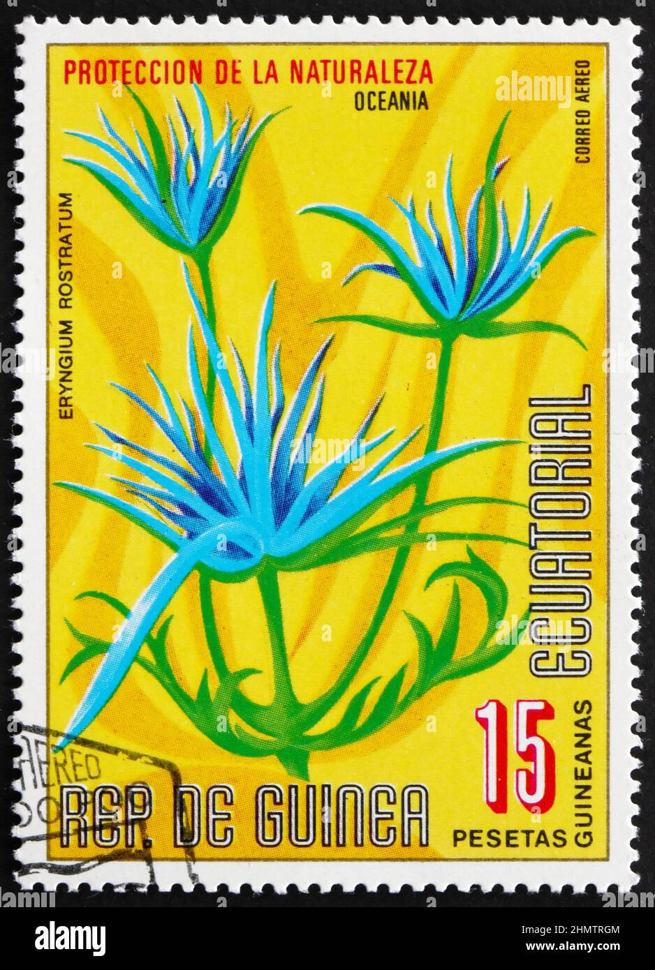 Eryngium rostratum hires stock photography and images Alamy