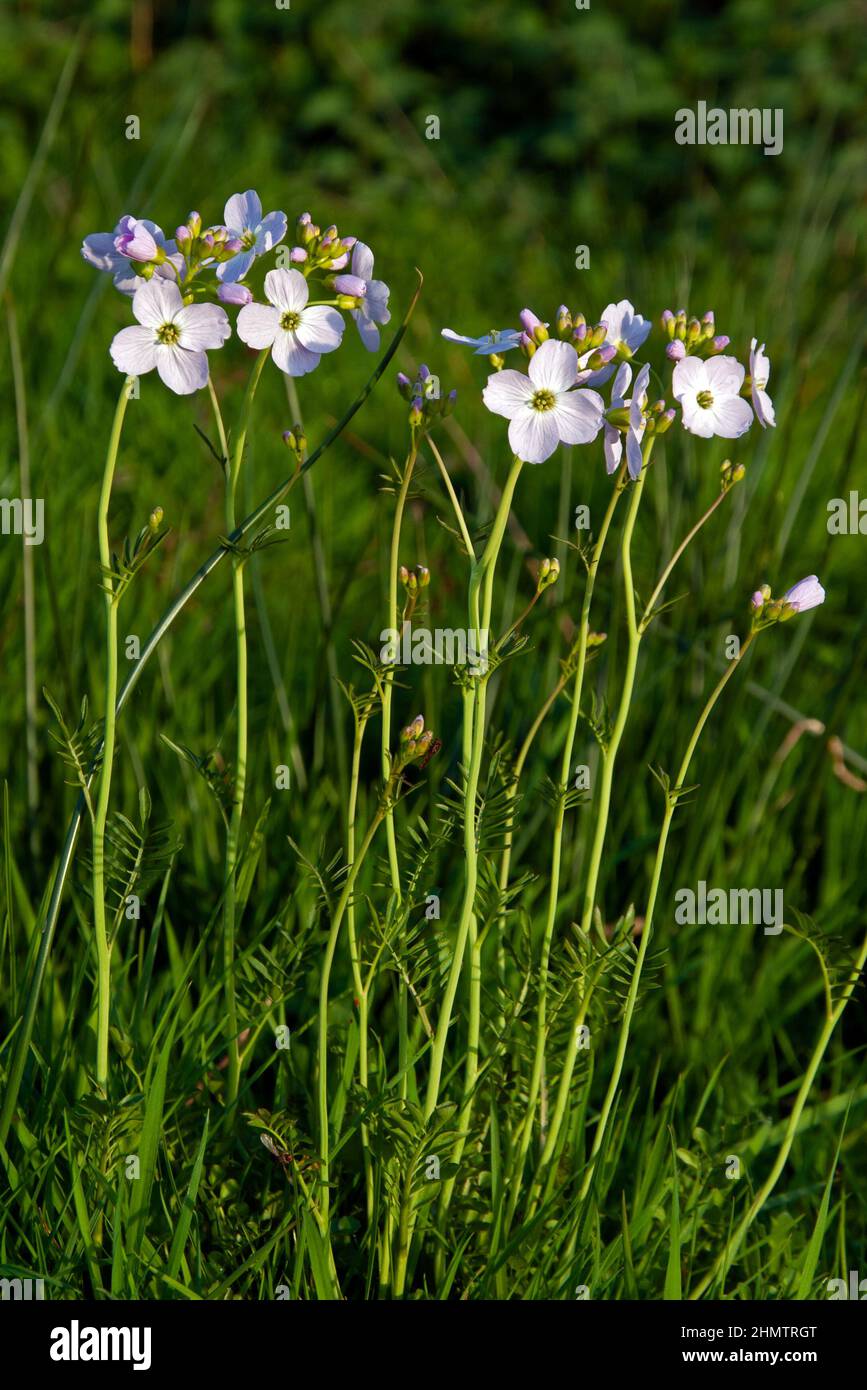 Cardamine pratensis (cuckoo flower) is a perennial herb native throughout most of Europe and Western Asia growing in wet grassland and meadows. Stock Photo