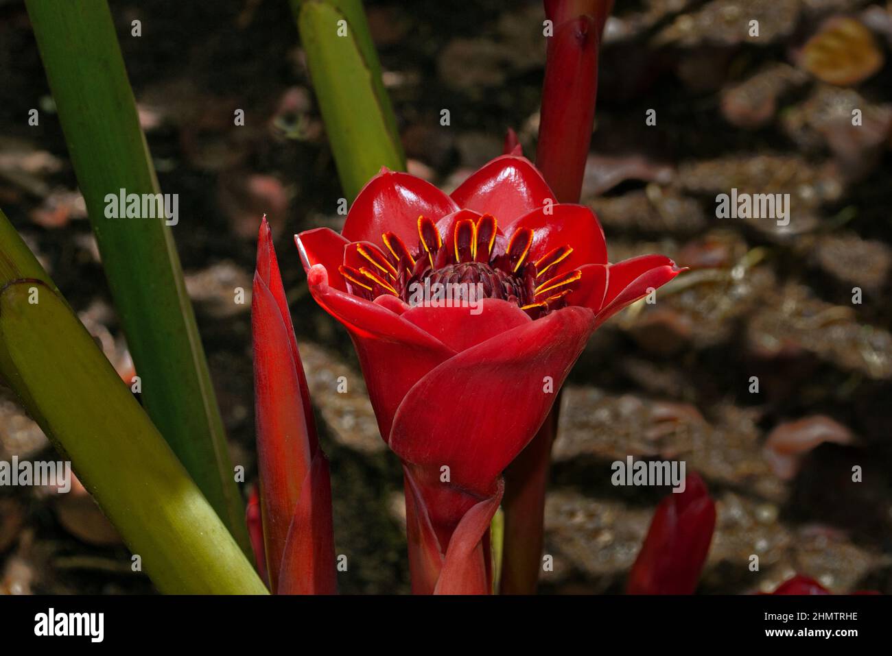 Etlingera elatior (torch ginger) is native to Thailand, Malesia and New Guinea where it grows in rainforest. Stock Photo