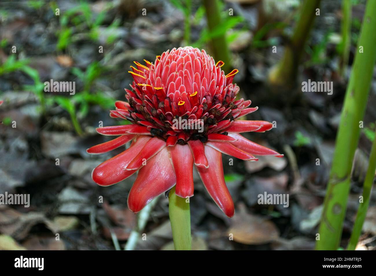 Etlingera elatior (torch ginger) is native to Thailand, Malesia and New Guinea where it grows in rainforest. Stock Photo