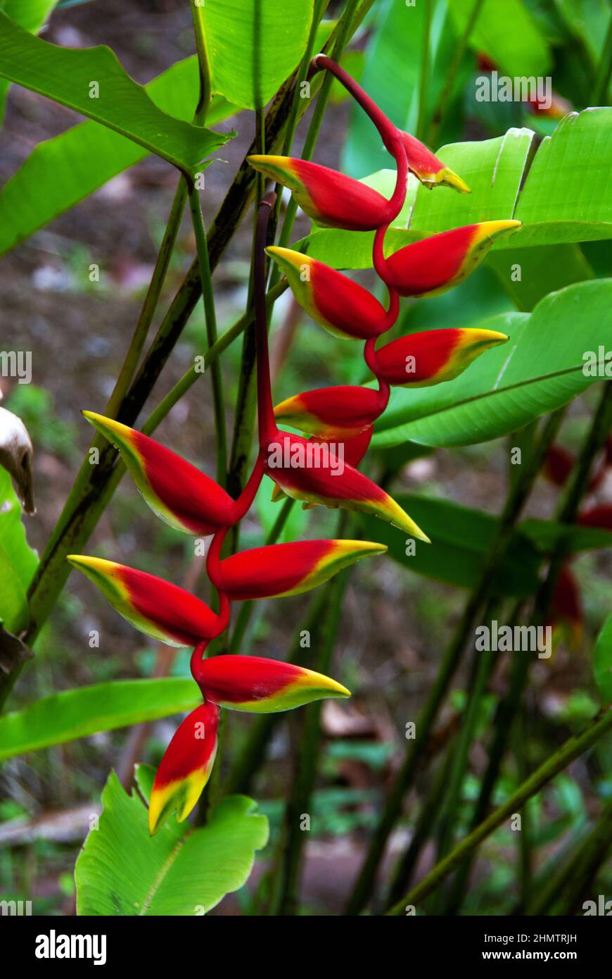 Heliconia rostrata (hanging lobster claw) is a herbaceous perennial plant native to South and Central America growing in rainforest. Stock Photo