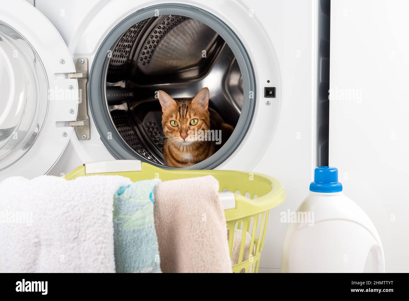 A cute Bengal cat sits in an empty washing machine. Laundry basket nearby Stock Photo
