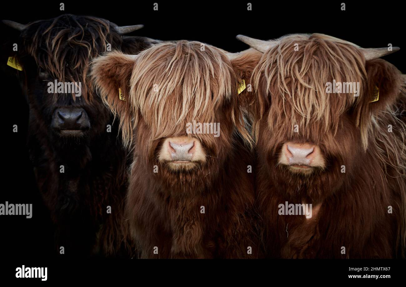 Close-up of three Highland calves (Bos taurus taurus) on black background Stock Photo