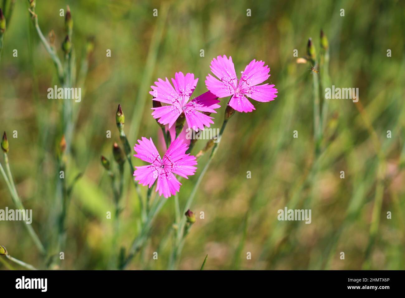 Dianthus borbasii vandas, dianthus deltoides blooming in the meadow. Stock Photo