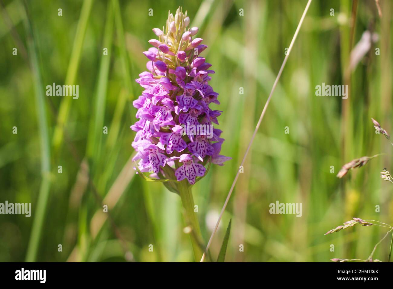 Violet Dactylorhiza majalisblue, commonly known as The broad-leaved marsh orchid Stock Photo
