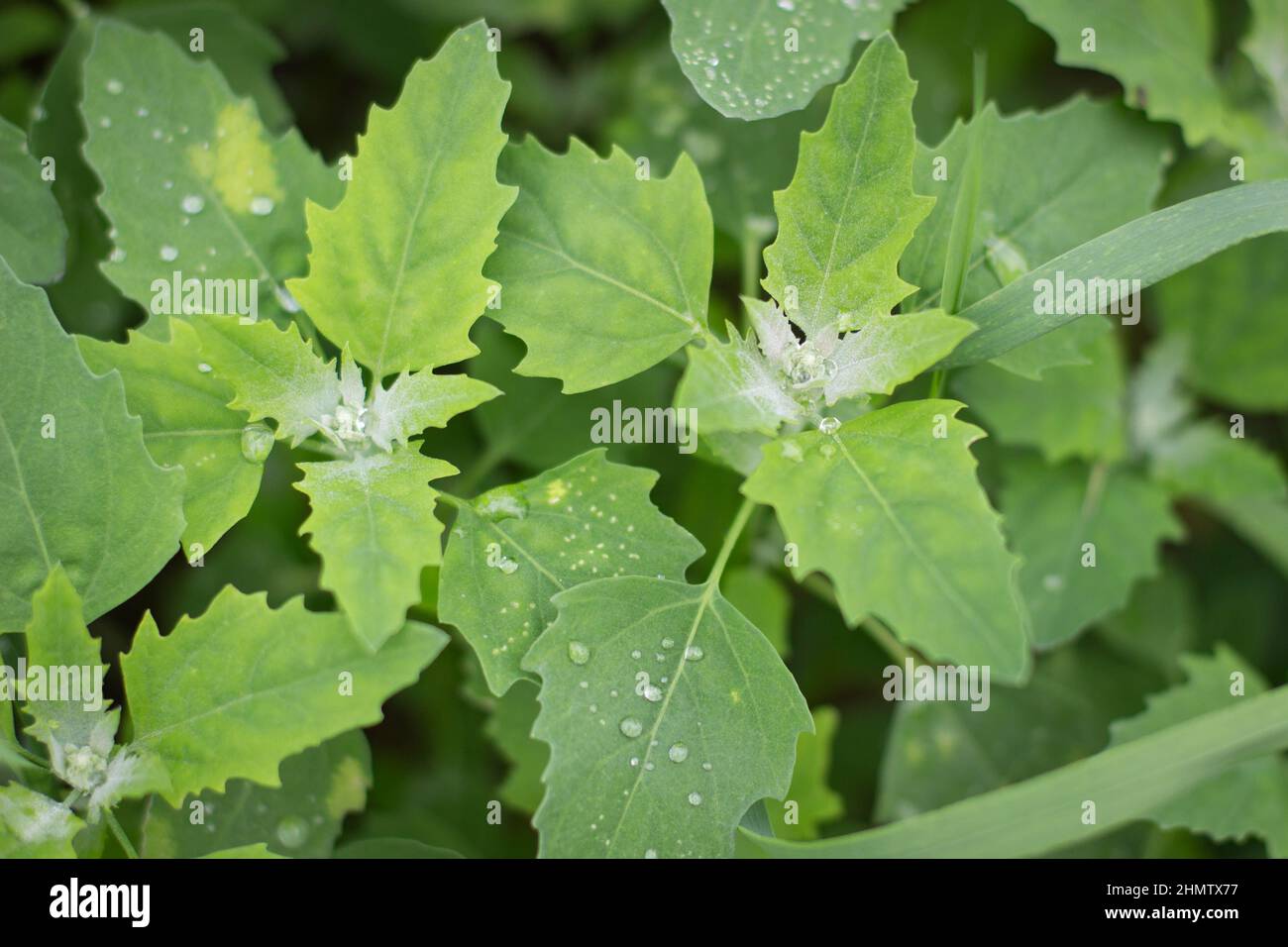 Garden orache with water drops. Leaves of grass after a rain. Stock Photo