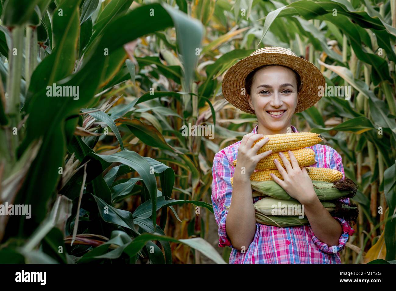 Farmer holding corn cobs in hand in corn field. Stock Photo