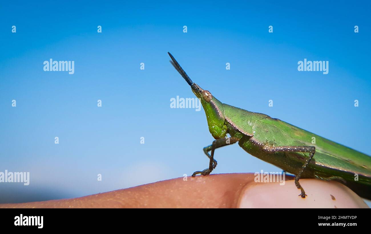 beautiful green grasshopper sitting on green leaf. pyrgomorphini .  ( family - pyrgomorphidae) Stock Photo