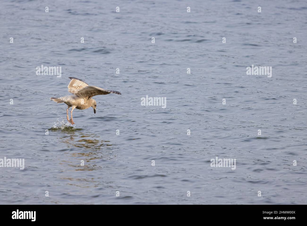 An Olympic gull searching for food in Lake Washington in Seattle, Washington. Stock Photo