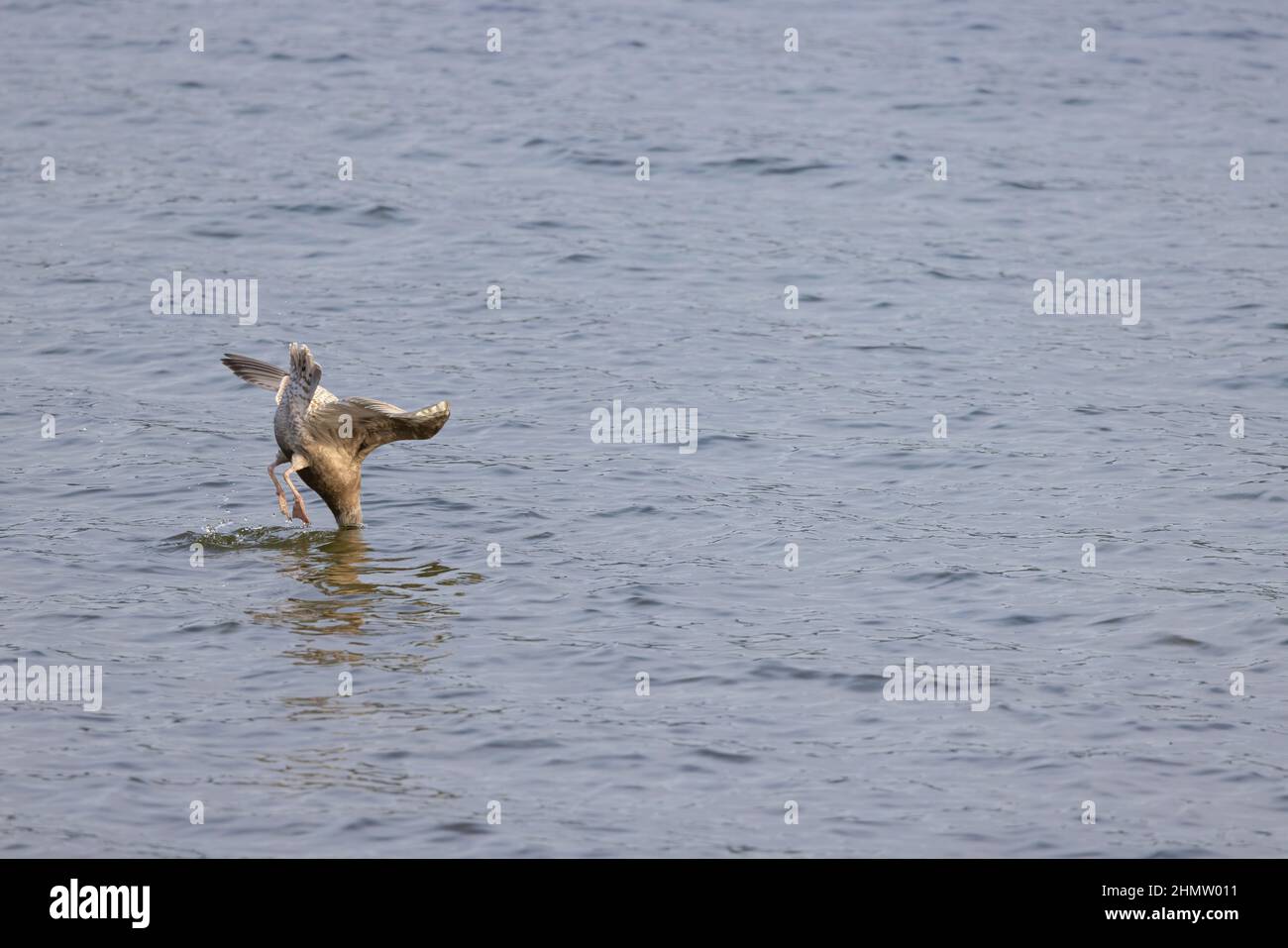 An Olympic gull searching for food in Lake Washington in Seattle, Washington. Stock Photo
