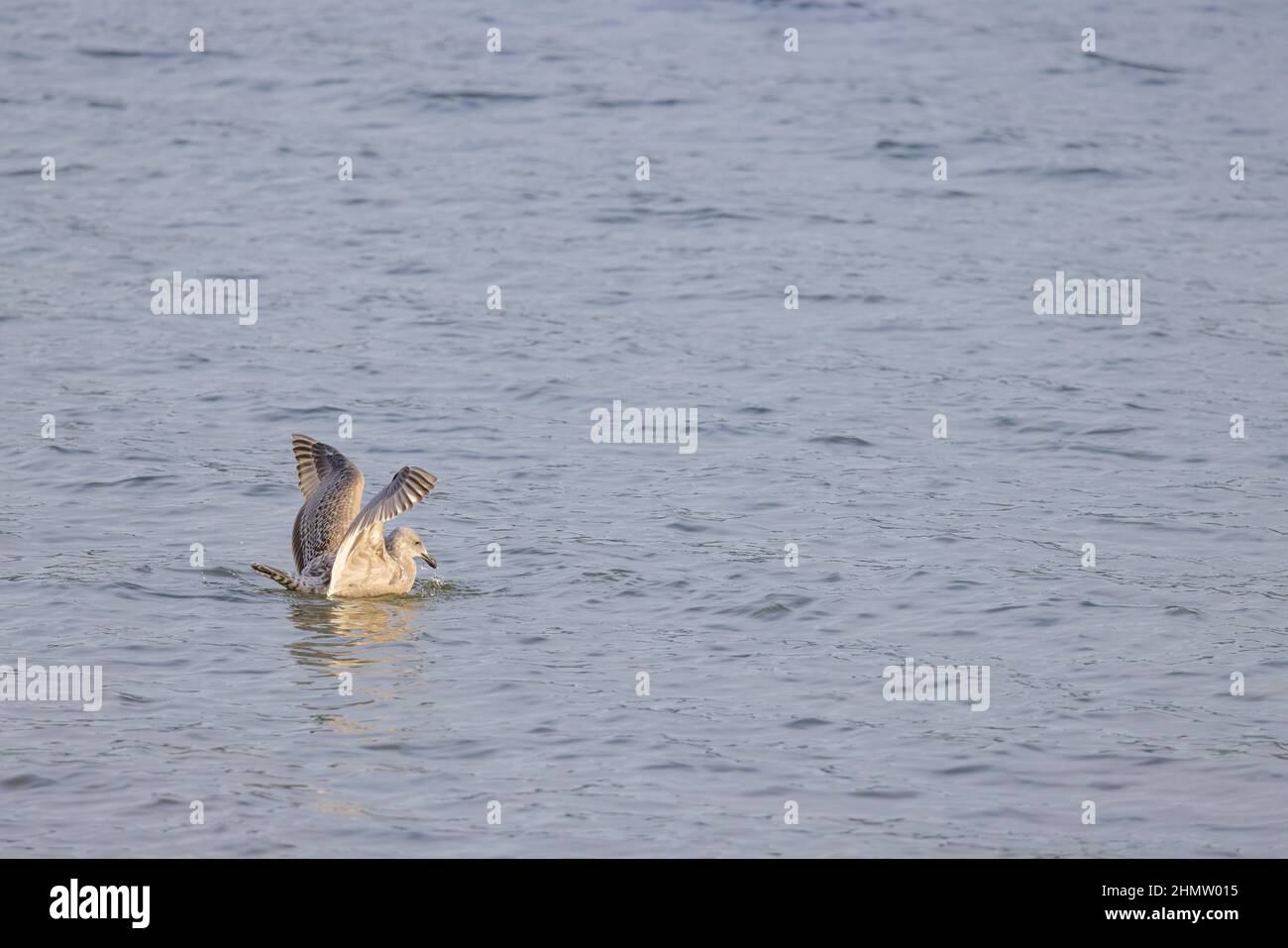 An Olympic gull searching for food in Lake Washington in Seattle, Washington. Stock Photo