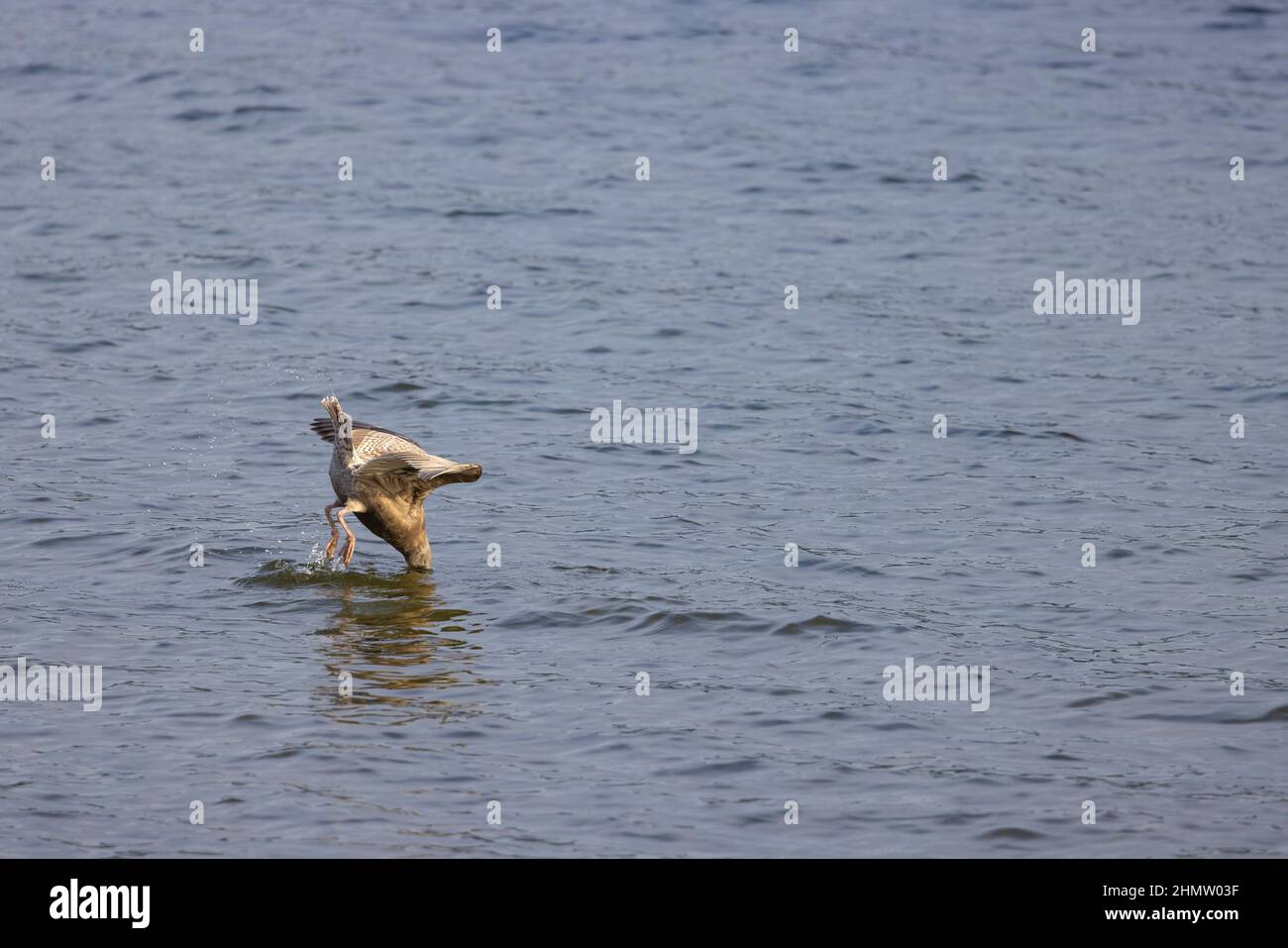 An Olympic gull searching for food in Lake Washington in Seattle, Washington. Stock Photo