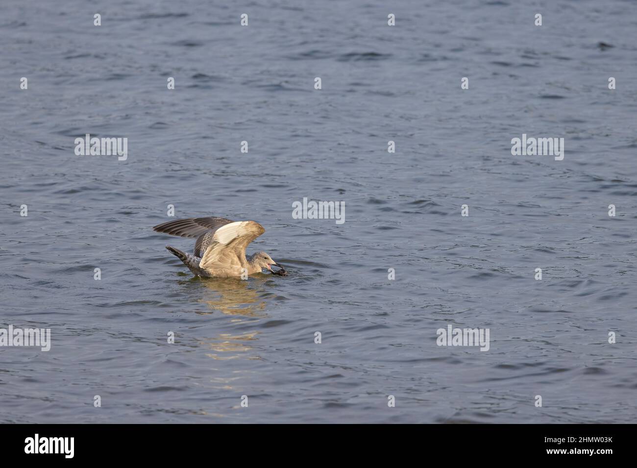 An Olympic gull searching for food in Lake Washington in Seattle, Washington. Stock Photo