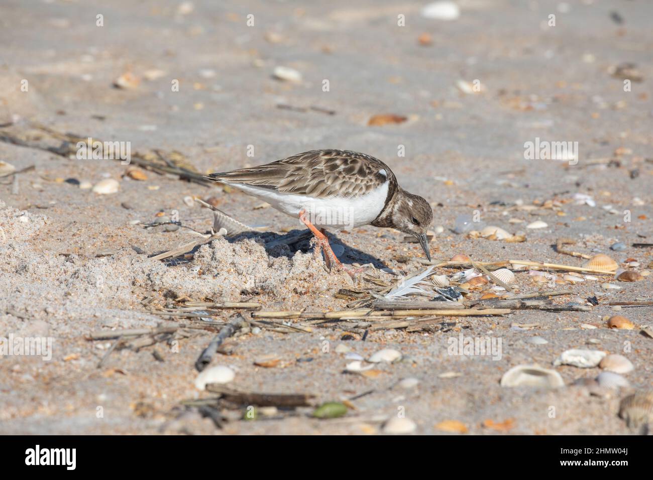 A ruddy turnstone searching for food on a beach in northeast Florida. Stock Photo
