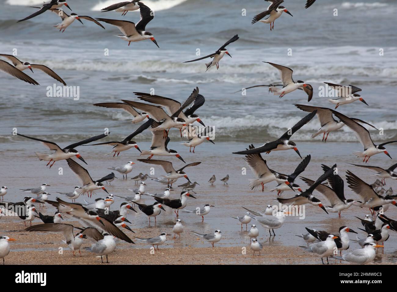 Black skimmers taking flight along a beach in Summerhaven, Florida