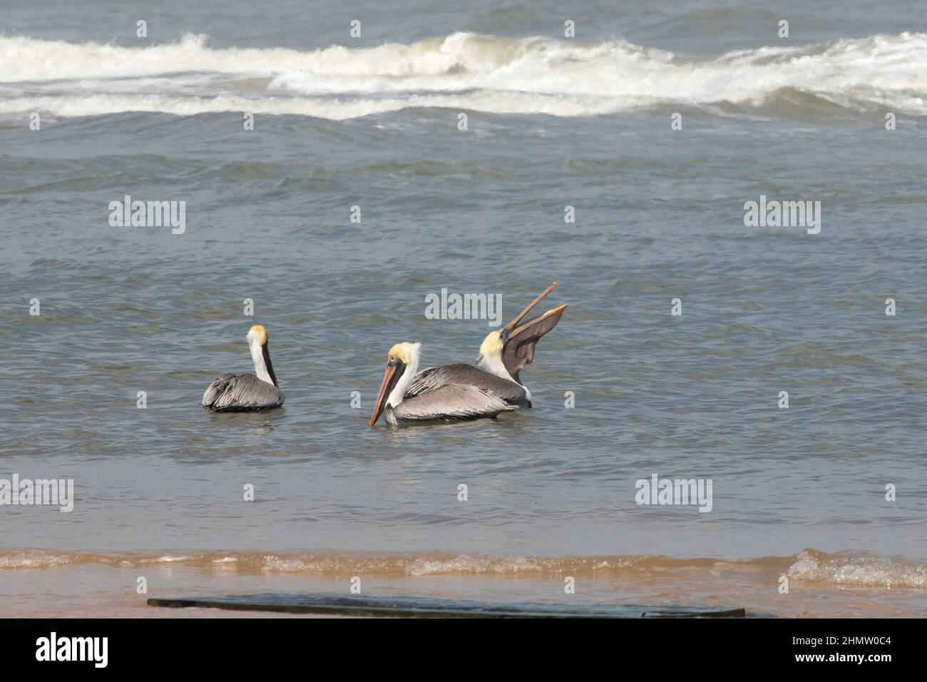 Three brown pelicans swimming on the ocean and one is swallowing a fish in Summerhaven, Florida. Stock Photo