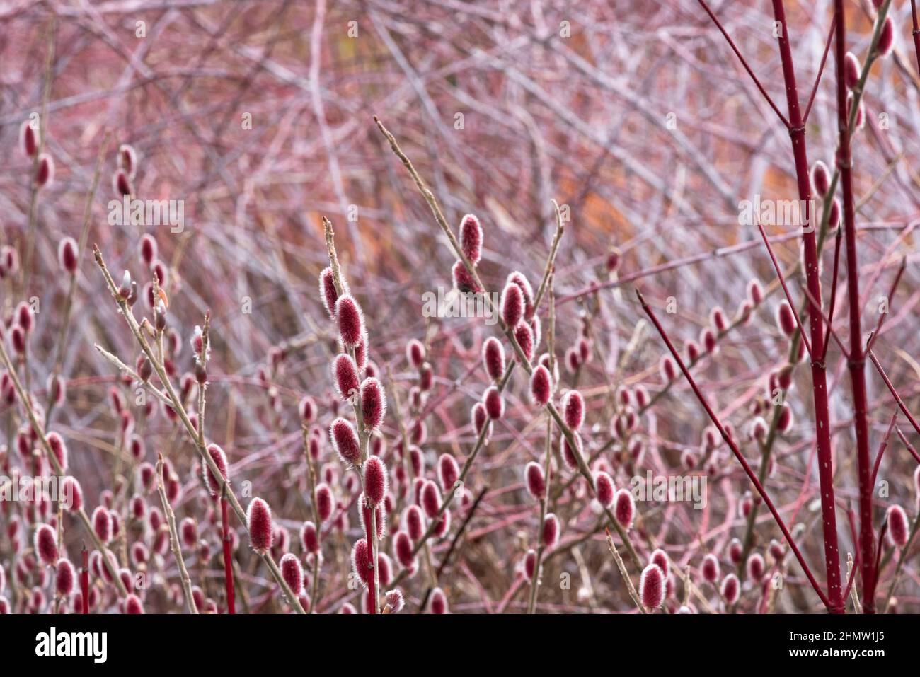 Salix gracilistyla 'Mount Aso' Stock Photo Alamy