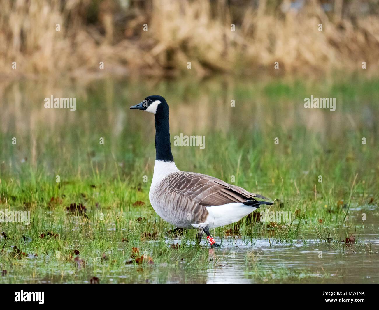 Canada goose uk bird online