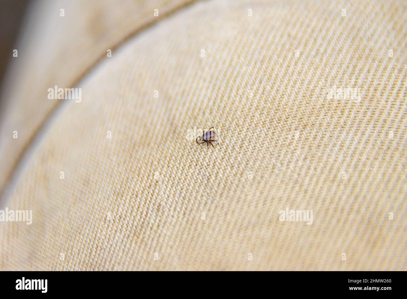 wood tick bloodsucking dangerous parasite diseases such as tick
