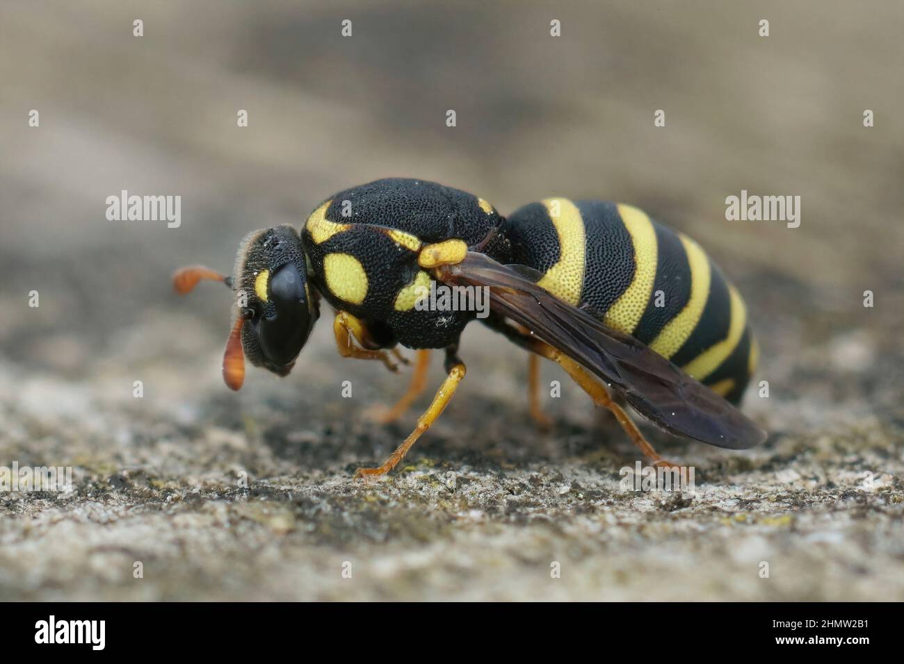 Closeup on a small tiny Mediterranean wasp, Celonites abbreviatus From Southern France sitting on wood Stock Photo