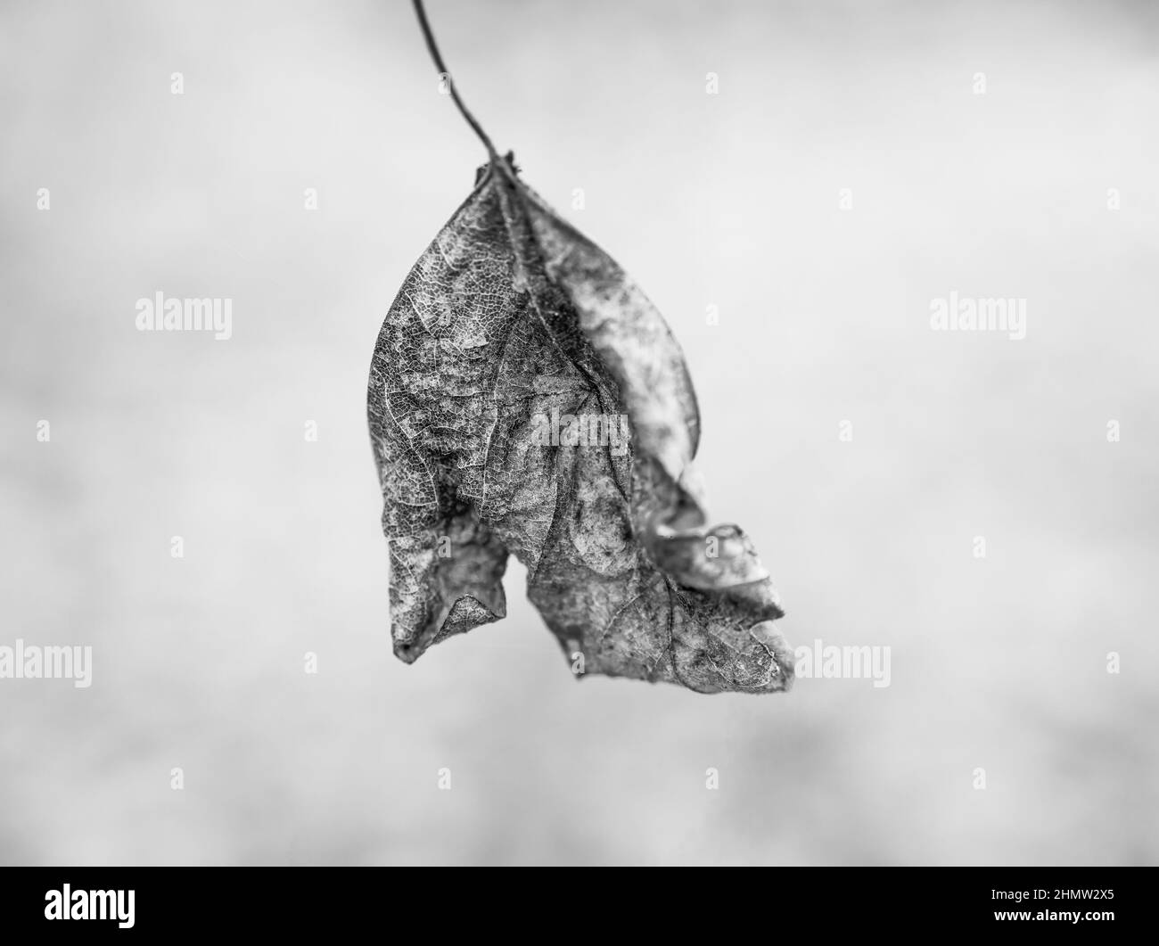 A single isolated wrinkled dried leaf hanging from the tree branch