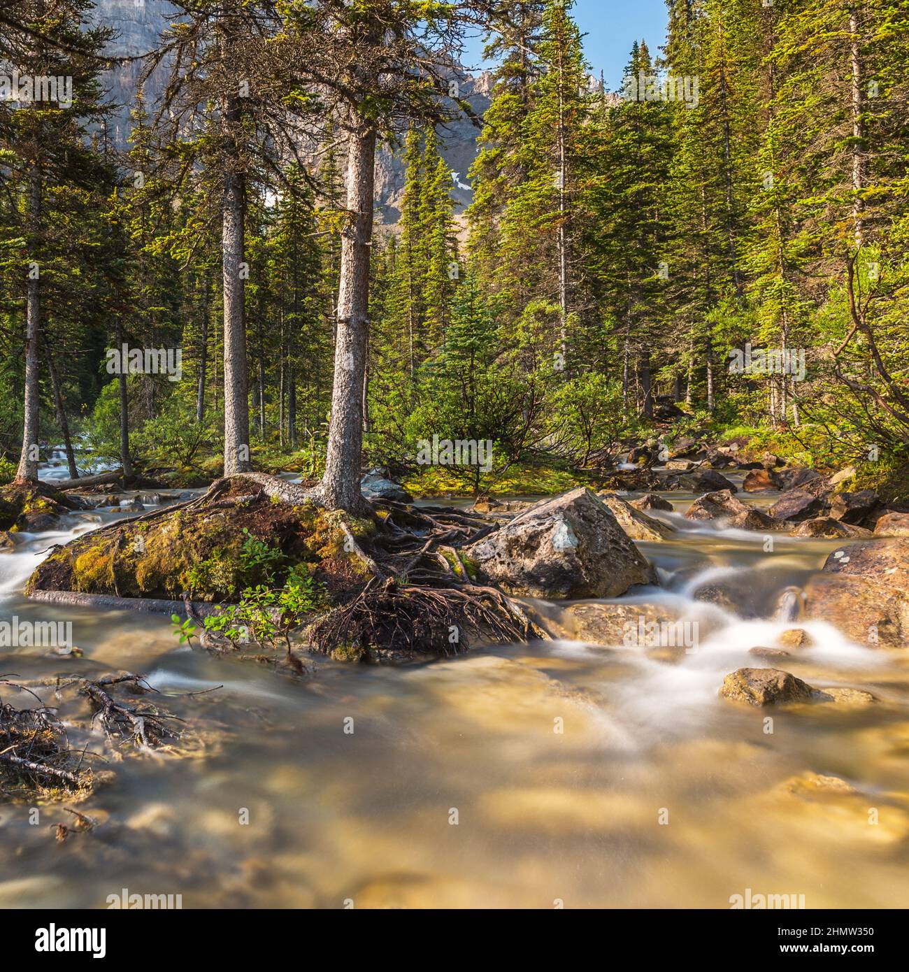 moraine lake brook in the woods at banff canada Stock Photo