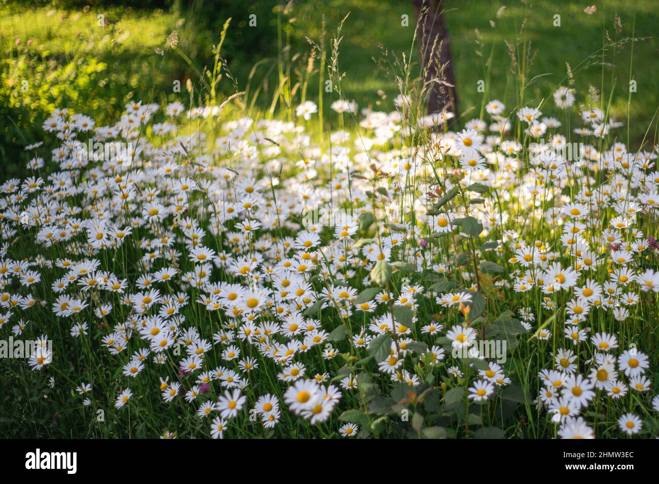 Daisies meadow. Selective focus on daisies, close up Stock Photo