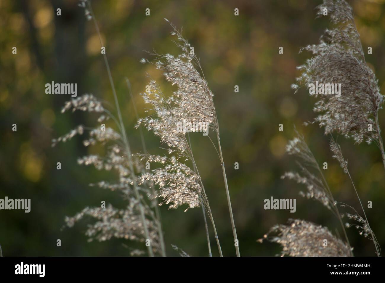 pampas grass standing in the sunlight Stock Photo Alamy
