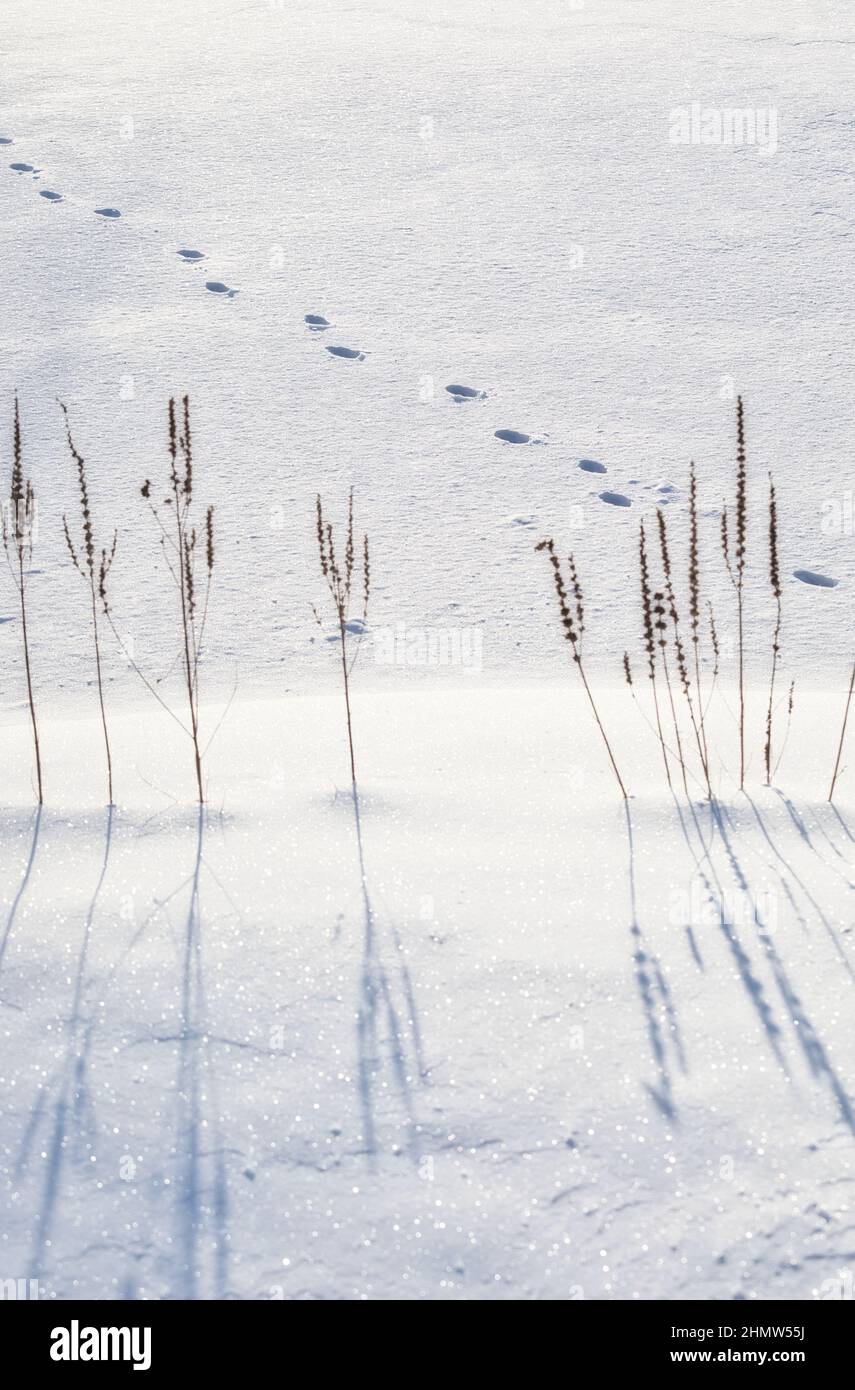 Reeds trapped next to footprints in snow with sunlight and shadow. Concept of trapped, escape, solitude, loneliness, chased Stock Photo