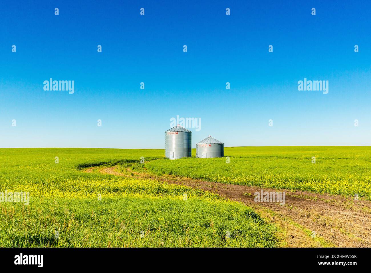 Corn Field twister silos in canada alberta at summer Stock Photo - Alamy