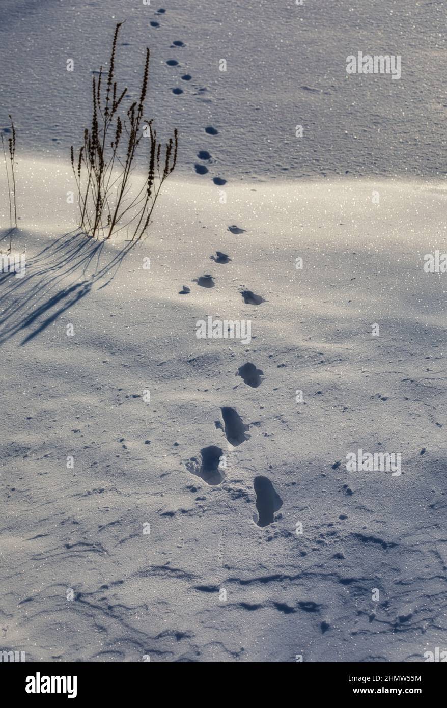 Footprints and reeds in snow with sunlight and shadows. Concept of trapped, loneliness, solitude, escape Stock Photo