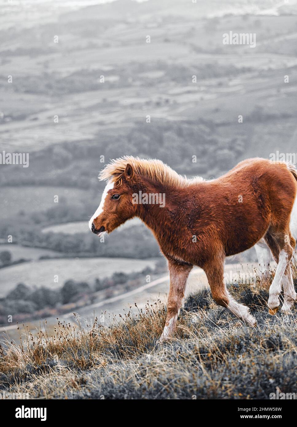Skewbald chestnut wild pony on Hay Bluff, Black Mountains, Brecon Beacons National Park, Powys, Wales Stock Photo