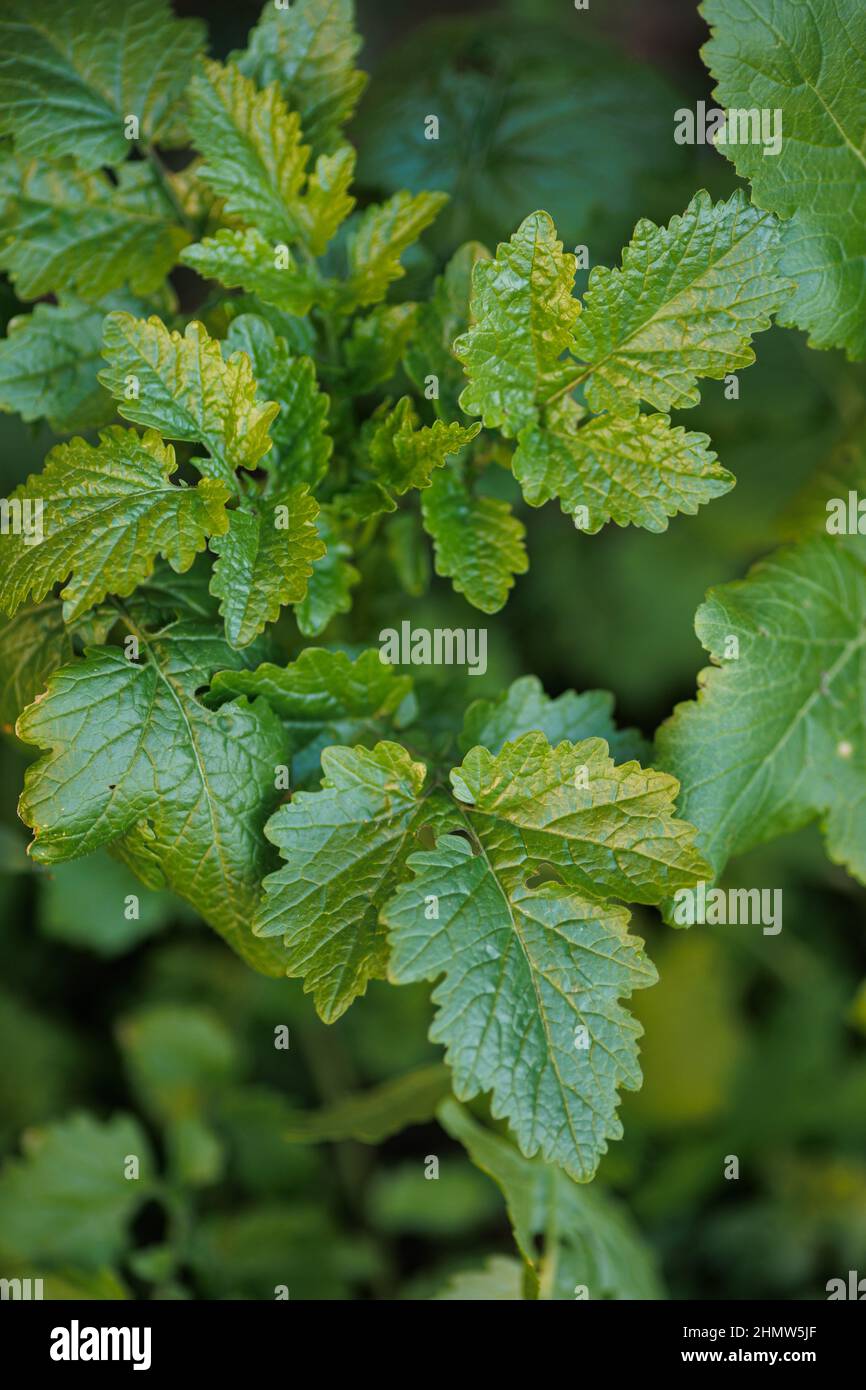 Green fresh mustard grass hi-res stock photography and images - Alamy