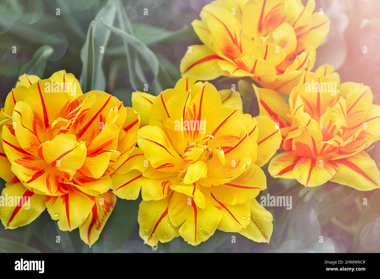 Lush flowering of yellow tulips with red stripes on a defocused natural background, close-up. Spring concept Stock Photo