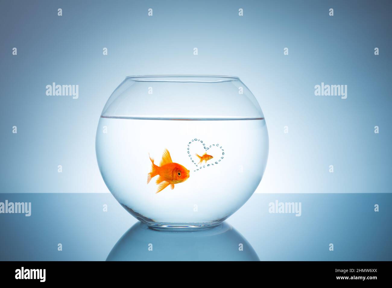 goldfish thinks about love Stock Photo Alamy
