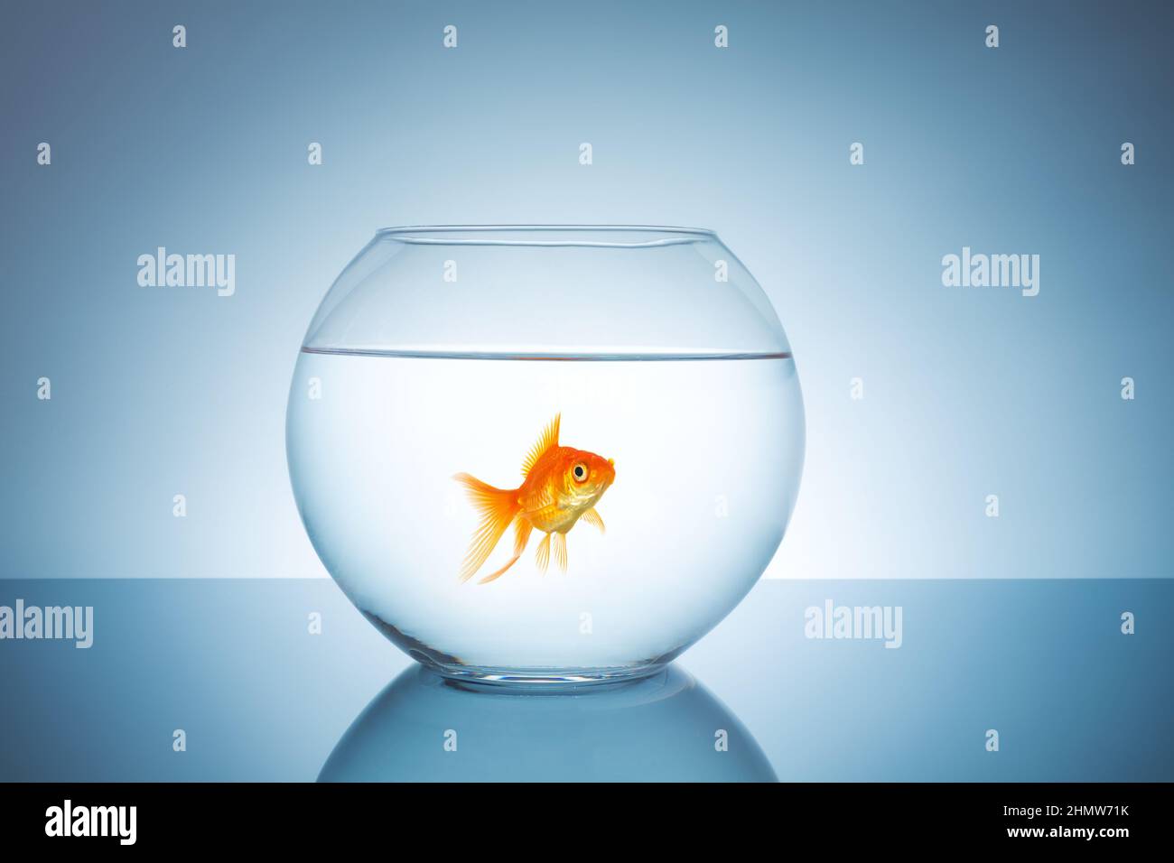 A lonely goldfish in a fishbowl. Taken in Studio with a 5D mark III Stock Photo Alamy