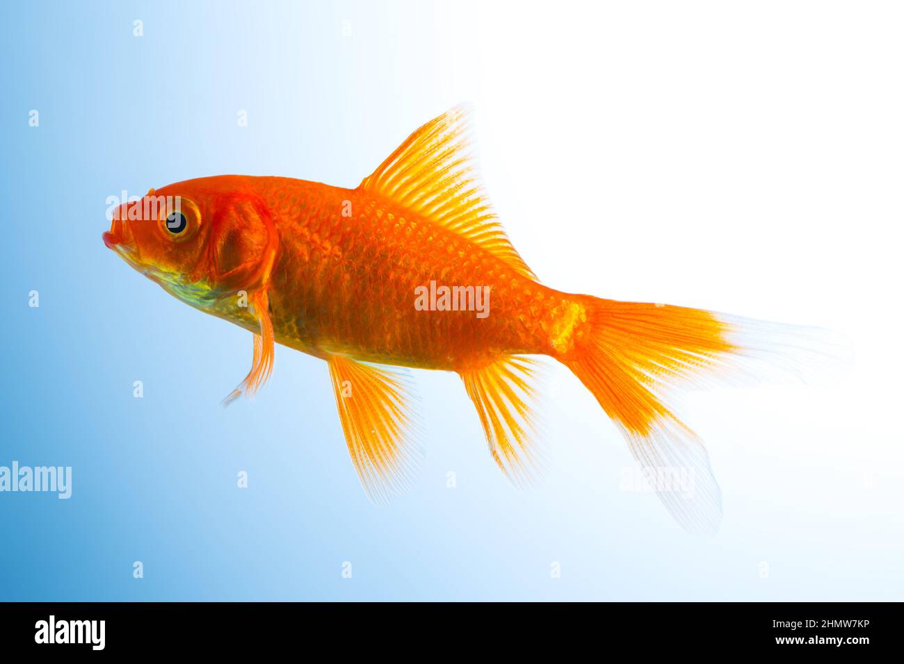 Goldfish in a fish tank Stock Photo Alamy