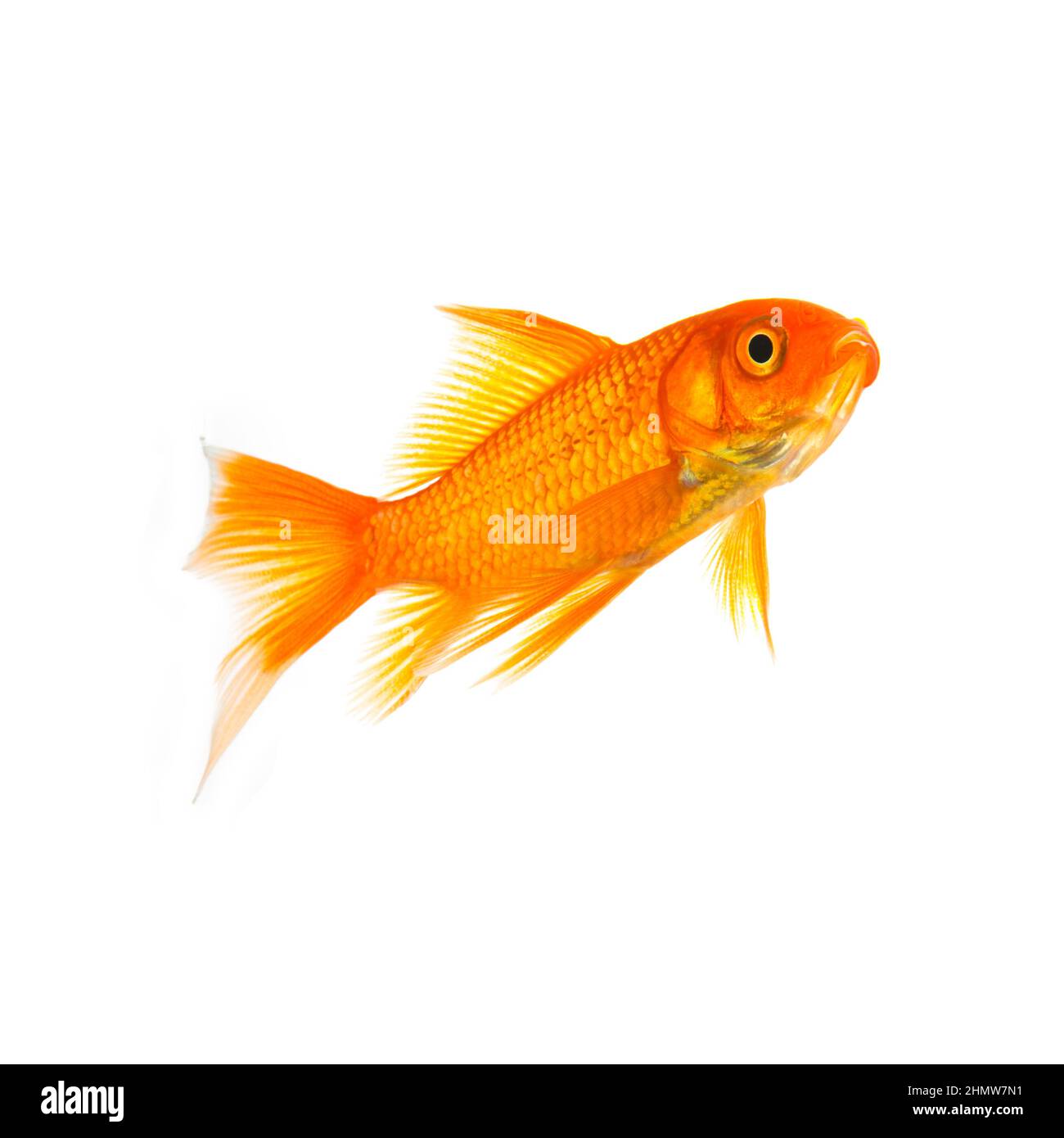 Goldfish in a aquarium Stock Photo Alamy