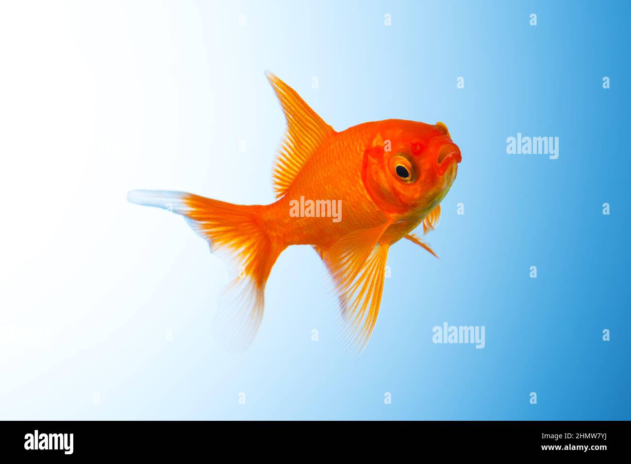 Goldfisch unterwasser Stock Photo
